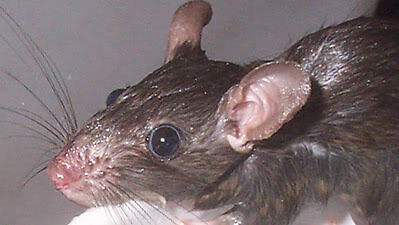 Rat with whiskers