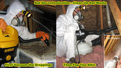 rat decontamination