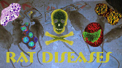 rat diseases