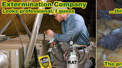rat extermination