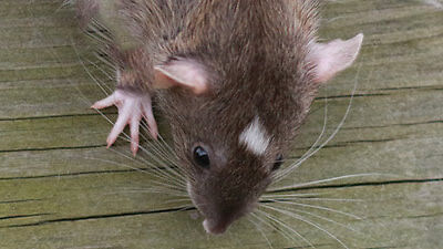 brown rat on ground