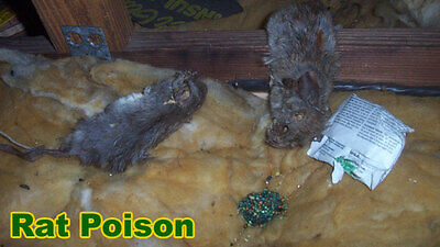 poisoned rats