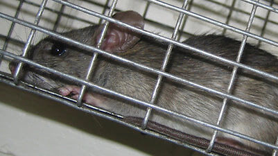 rat in trap