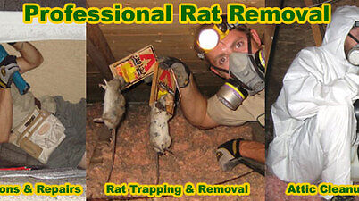 professional rat removal