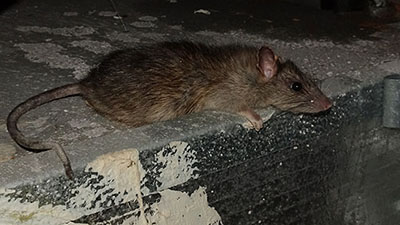 Rat Bite