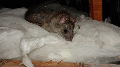 Rat Nesting