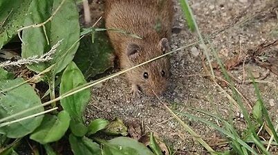 rodent in grass