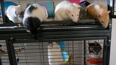 rats in a cage