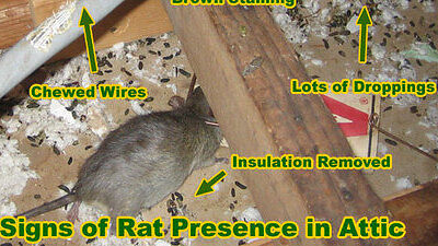 signs of rat presence