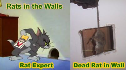 rat in wall