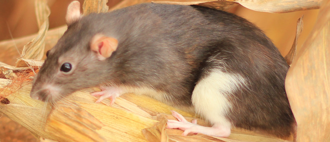 Do rats kill mice?