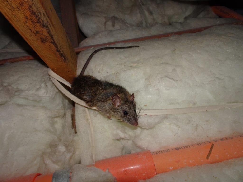 Do rats damage attic insulation?