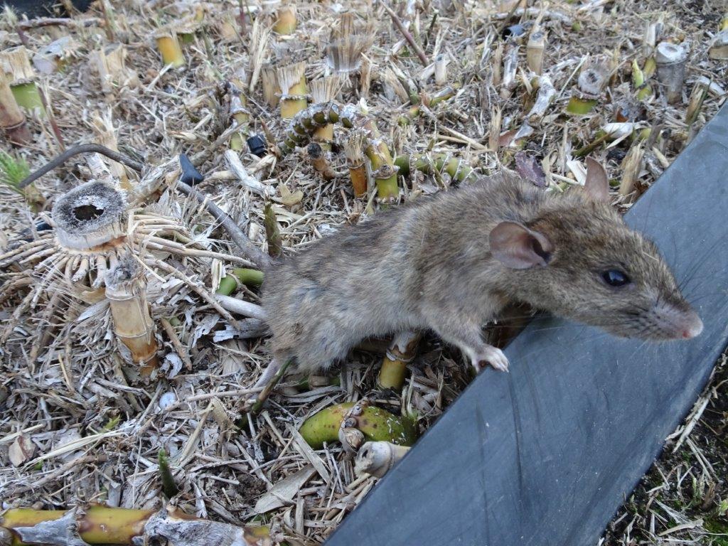 Fact or Fiction: Is Cheese the Best Bait for Mice?