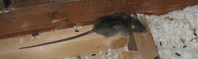 mice in attic