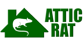 Attic Rat