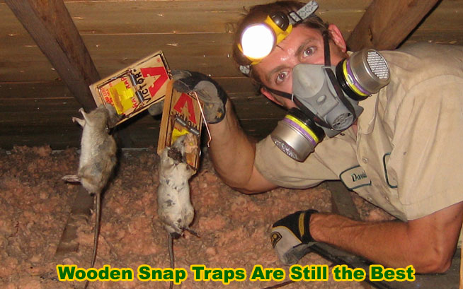 Attic Rat How To Get Rid Of Rats In The Attic