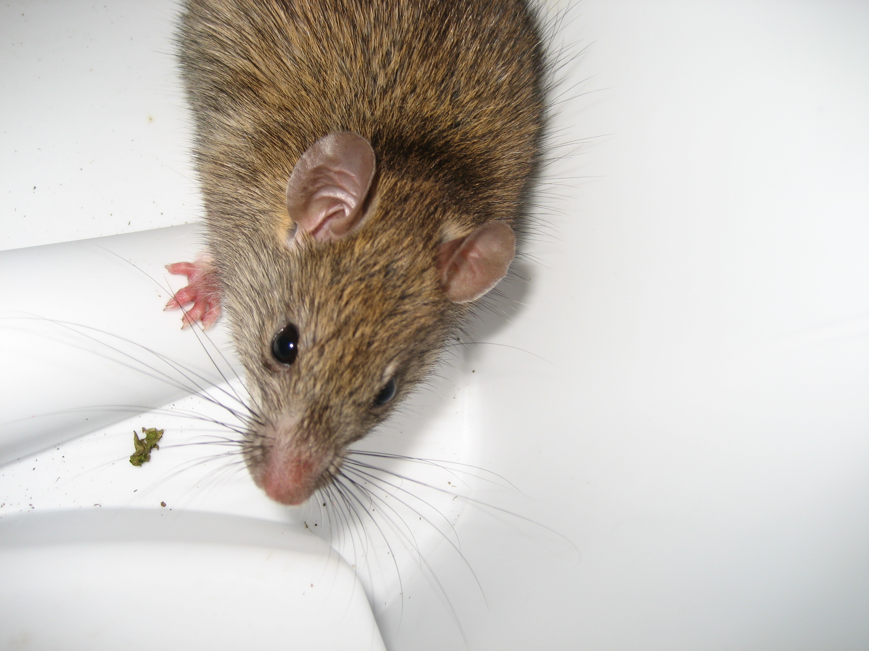 Rodent Control Las Vegas NV - Rat and Mice Exterminator