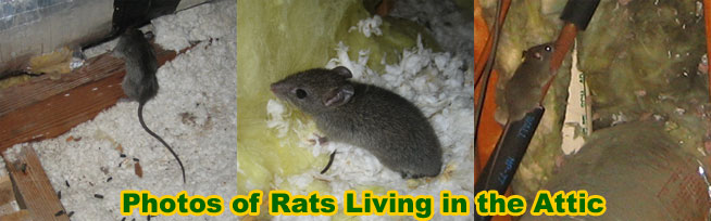 How To Get Rid Of Rats In The Attic Mouse Rat Removal Rodent