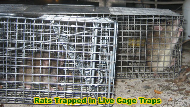 http://www.attic-rat.com/rat-caged.jpg