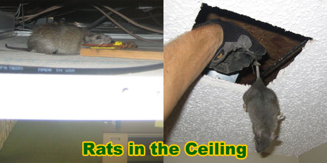 How to Get Rid of Rats in the Ceiling