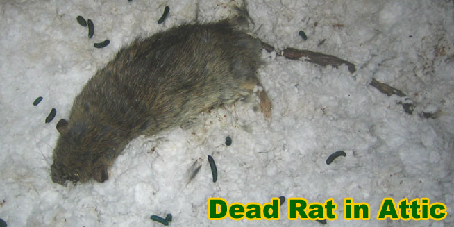 How to Remove a Dead Rodent Smell - Venom Pest