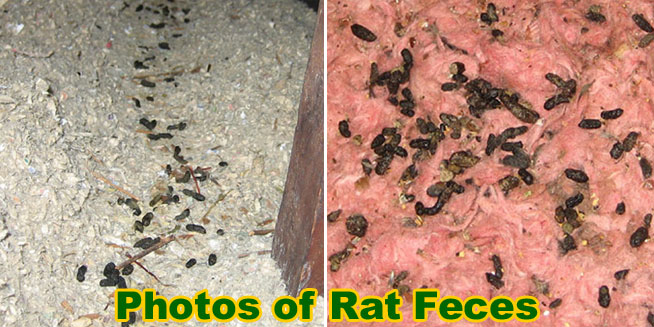 rat attic droppings feces insulation clean poop mouse urine rodent waste soiled remove step fiberglass