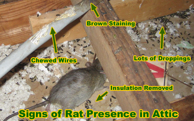 Mice in your Attic or Home? Learn How to Get Rid of Them!