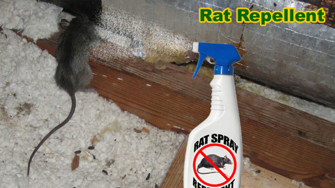 http://www.attic-rat.com/rat-repellent.jpg
