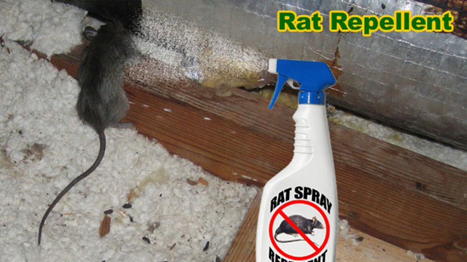 rat repellent natural rats deterrent rodent rid mice remedy control peppermint attic urine cat ways remedies homemade mothballs diy rodents