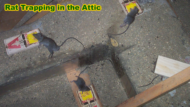 Rat Photograph 001 I Specialize In Attic Rat Trapping