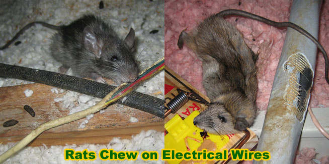 Rat Damage To Home, Electrical Wires, Pipes, Eaves, Car - What Can