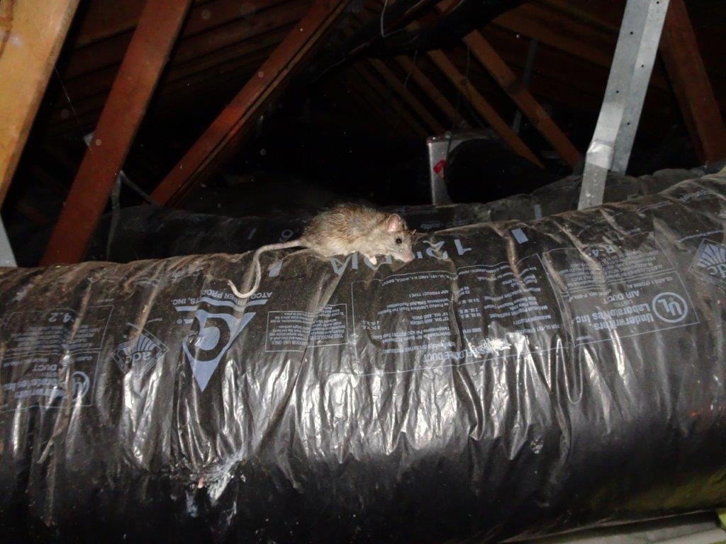 What attracts rats to my home?